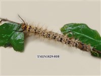 藏品(青枯葉蛾)的圖片